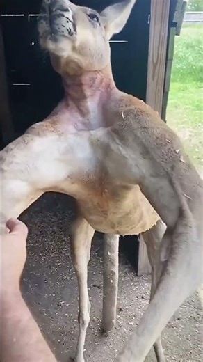 look at this #shorts #trending #usa #viral