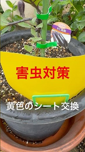 害虫対策、黄色粘着シート交換。#害虫対策 #害虫駆除 #害虫 #ハモグリバエ #エカキムシ #テントウムシダマシ #家庭菜園 #野菜栽培