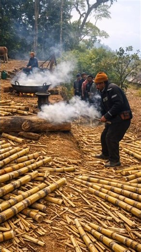 Why Does This Sugarcane Explode Like A Bomb In China? By Shiksha SQUARE