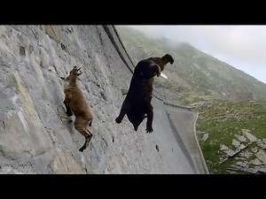 Mountain GOAT Proved to be The Uncatchable KING Of Th Mountain