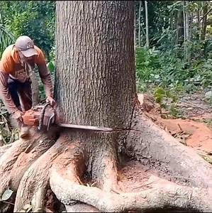 1.9M views · 13K reactions | The best skill man cutting down a big tree from botto,m tree whi,ch stand on foes,t mau,ntain | johnnyringer | Facebook