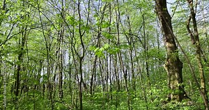 deciduous trees in a mixed forest in the spring season, beautiful young green foliage in the park