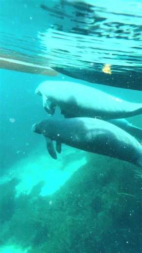 Wet Rabbit Kayaks on TikTok