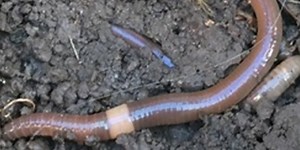 They're back: Invasive jumping earthworms believed to be spotted in this Midwest state