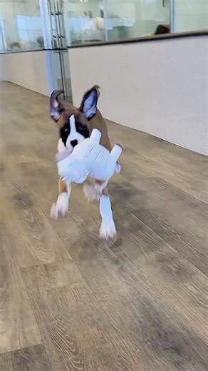 Understanding the Energetic Boxer Dog Personality