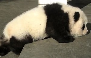 Here are some animals who are having a harder morning than you