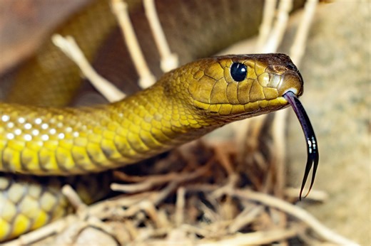 Meet seven of the most dangerous reptiles on the planet