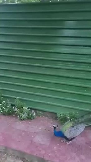 Nature has its own ways to mesmerize us, here's how majestic a peacock looks while taking a flight! #peacock #nature #animals #animallove | News18