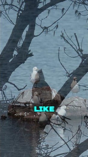 America’s Eagle Has a FAKE Sound?! 😳🦅