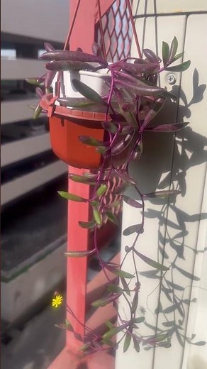 Spring of ruby day #garden #ihavethisthingwithplants #backyard #nature