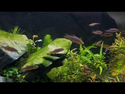 Colony Breeding Celestial Pearl Danios, Erythromicron Danio & Meteor Minnows! S.E. Asian Cyprinids