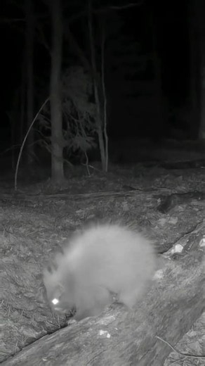 Porcupine Grunts #Wildlife