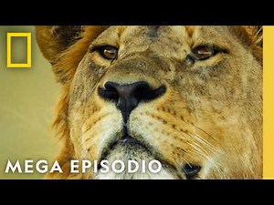 Reino Salvaje: Megaepisodio | Nat Geo en Español