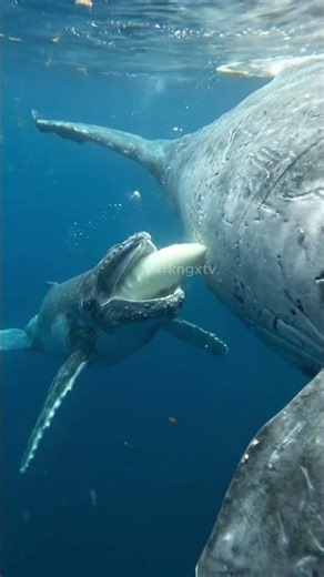 La ballena azul alimenta a su cría con leche bajo el agua 🤯🐳