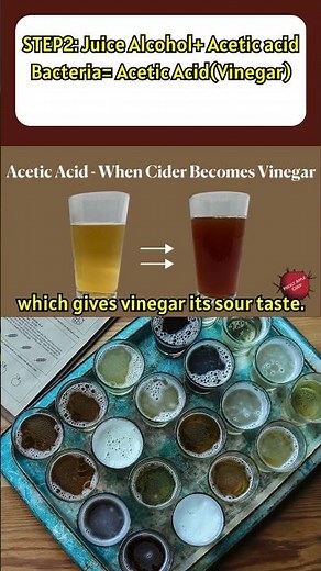 How Vinegar is Made: A Simple 2-Step Process! 🧪🍎 #facts #shorts #vinegar