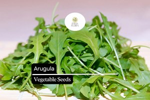 1g Arugula Seeds | Eruca Vesicaria | Heirloom, Non-gmo Salad Green | Fast-growing & Peppery Flavor - Etsy