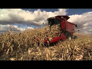 Growing Ingredients for Pig Feed