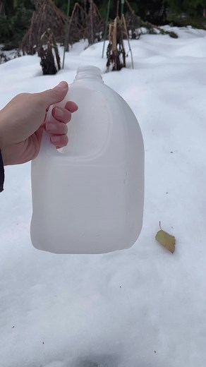 Good evening everyone!❄️ Have you tried starting your seeds outdoors by “winter sowing?” Not only will it save you ⏰💰, work, and space, it can also give you a bit of a head start to the season. In the last 8 years, I’ve noticed that plants seem to be more resilient when exposed to the adverse conditions outdoors in early stages. ✅Seeds can be planted directly in place under cloches or into plastic containers such as milk jugs, water or juice bottles from winter through early spring. Cut the con