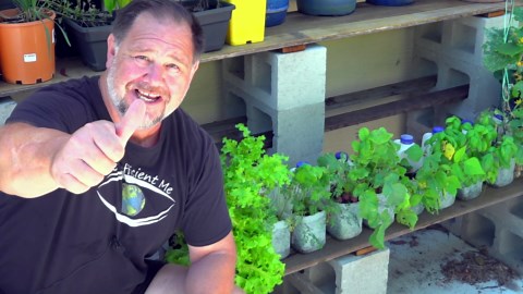 GROW Vegetables in MILK Bottles and SAVE Money