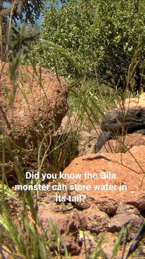 Gila monsters were made for the desert! 🦎☀️ And especially with our current long-term drought in Arizona, those water-storing tails really make the difference between life or death. SHARE this cool fact with a friend! | Arizona Game & Fish Department