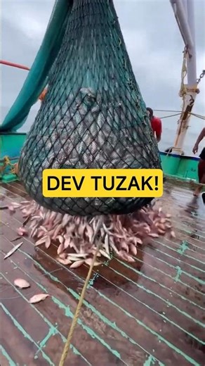 Yengeçleri Yem Yapıp Servet Kazanıyorlar! 💰