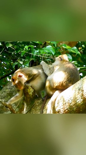 Reel created from [Congratulation To Monkey TOMA Giving Birth To A Lovely Baby Monkey] | Story History