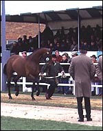 Choosing the right stallion - Horse & Hound