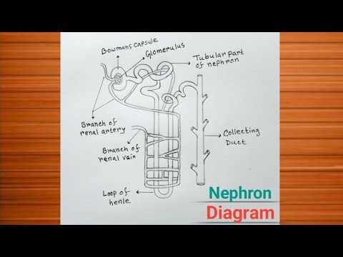 Structure Of Nephron Diagram / How to Draw Nephron Diagram Easily