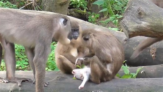 Monkey In Zoo Eats Baby’s Corpse In Rare Example Of Primate Cannibalism