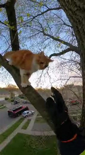 Heroic rescue of a kitten stuck in a tall tree by a brave first responder! 🐈🧑‍🚒