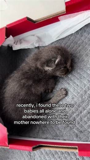 just a little PSA for anyone who sees this. every life, no matter how small or where it was found, deserves a chance at happiness. let’s lead with kindness, and be better advocates for these sweet creatures who don’t have a voice. thank you. . . . . . . . . . . #catsoftiktok #abandonedkittens #explorepage #spreadawareness #foryoupage