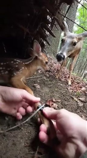Hands Twisting Plastic in a Tight Forest Den