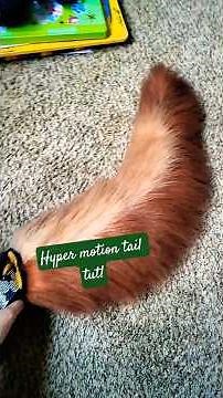 hypermotion tail tut!! #diy #therian#furry#theriangear #craft#tails#fypシ゚viral#artandcraft#tutorial