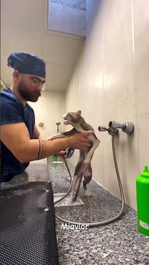 How to Wash a Cat Without Stress – Step by Step Cat Bathing Guide! #catwash #catvideos #turkishcat