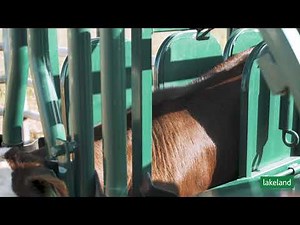 The Lakeland Calf Tipping Table