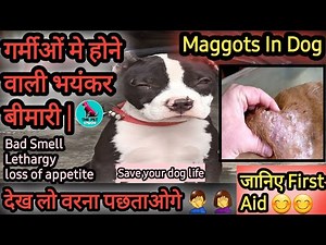 maggots in dog || dog maggots treatment || causes || symptoms || treatment || by..THE PET VISION