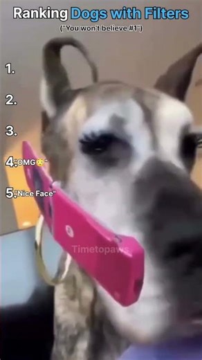 RANKING DOGS WITH FILTERS #1 IS VERY FUNNY 🤣🤣🤣