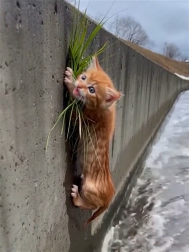 激流で救った子猫と危険なレトリバーの救助