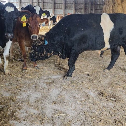 Destiny Dairy Bar at Stover Farms on Reels