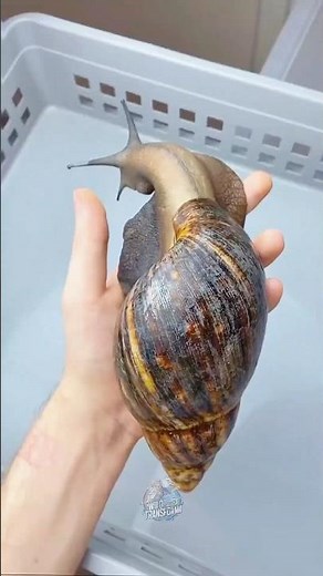 Before & After Animals Growing Up. Amazing Animal Transformation💥#animaltransformations #animals