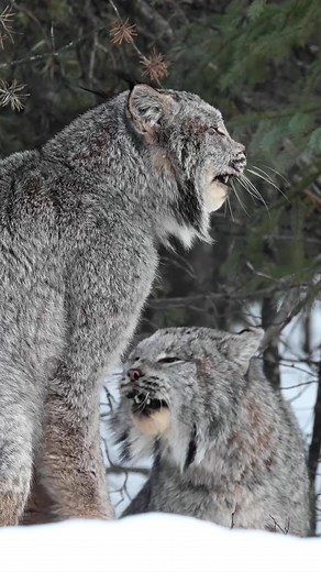 Lynx Mating Pair in Canadian Boreal Forest