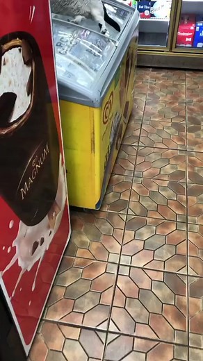 Domestic Cat Climbs on Arctic Glacier Freezer