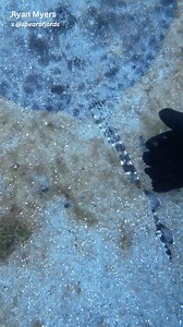 2.4M views · 7.1K reactions | Why You Should Not Catch Stingrays! #spearfishing #fishing | Ryan Myers Spearfishing | Facebook