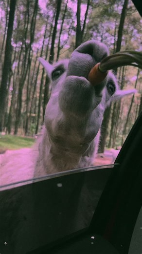 zerr (@zerrrrrrrrrrrrrrr)’s videos with original sound - zerr