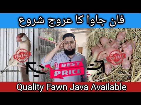 Fawn Java Breeder Pairs | Achay Birds Achay Daam #petsbysbz #java #finch