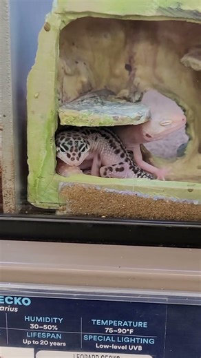 Leopard Geckos at Petco In Asheville, NC
