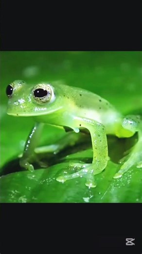 The Bright Green Invisible Frog 🌿🐸 #Shorts