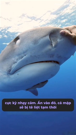 Cá mập cũng có “tử huyệt”, chạm nhẹ là lật trắng mắt #kienthuc #facts #suthatthuvi #trithuc #xuhuong #viral #reels | Tàng Tự Viên