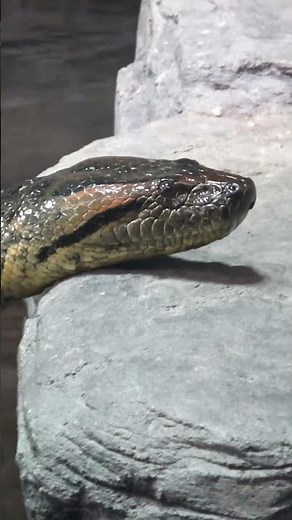 世界を震撼させた！捕獲された巨大生物2選！Part5（オオアナコンダ&ミズオオトカゲ）