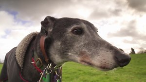 Dog home volunteer on calls for ban on greyhound racing